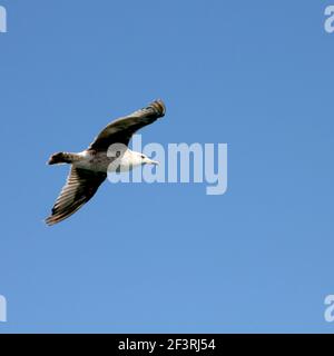 Eine juvenile Möwe, die gegen einen klaren blauen Himmel fliegt Stockfoto