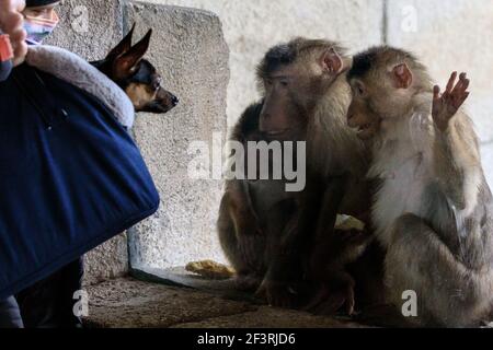 Zoom Zoo Gelsenkirchen, NRW, Deutschland. März 2021, 17th. Ein Trio von südlichen Schwein-tailed Macaca (Macaca nemestrina) neugierig prüft ein Besucher Miniatur Pincher Hund. Zoos in NRW öffnen sich nach monatelanger Schließung in dieser Woche nach und nach mit strengen Richtlinien wieder, nur um möglicherweise nächste Woche wegen steigender Inzidenzraten wieder schließen zu müssen. Kredit: Imageplotter/Alamy Live Nachrichten Stockfoto