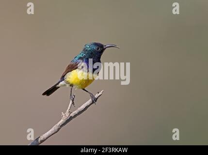 Variabler Sonnenvogel (Cinnyris venustus) Männchen auf dem Stock Lake Naivasha, Kenia November Stockfoto