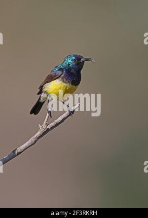 Variabler Sonnenvogel (Cinnyris venustus) Männchen auf dem Stock Lake Naivasha, Kenia November Stockfoto