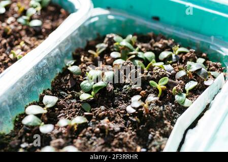 Garten Lupine (Lupinus polyphyllus) Blume Sämlinge aus Samen gewachsen. Stockfoto