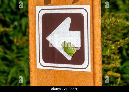 Vadnais Heights, Minnesota. John H. Allison Forest. Grauer Baumfrog, Hyla versicolor auf einem Waldschild sitzend. Stockfoto