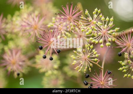 Blumen und Beeren von Stachelrochen, Aralia cordata Stockfoto