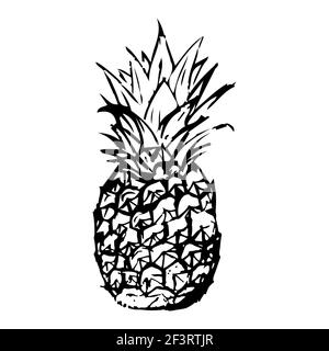 Eine von Hand gefertigte Zeichnung einer Ananas. Stock Vektor