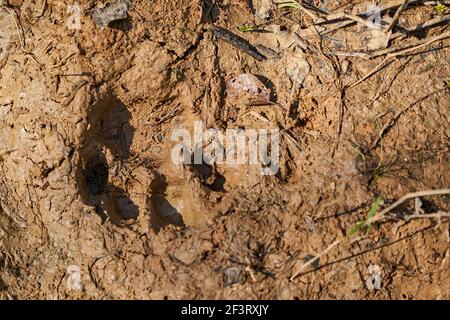 Fußabdruck eines Jaguar, Panthera onca, im weichen Schlamm der Feuchtgebiete im Pantanal Sumpf entlang der Transpantaneira in Richtung Porto Jofre bei Cuiaba Ri Stockfoto