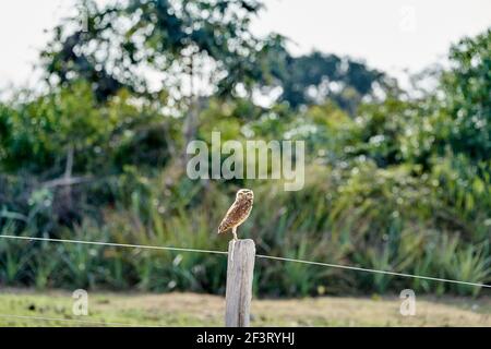 Grabende Eule, Athene cunicularia, die auf einem Zaunpfahl im Pantanal sitzt, kann die kleine, langbeinige Eule in Grasland, Weiden, Agrarland gefunden werden Stockfoto