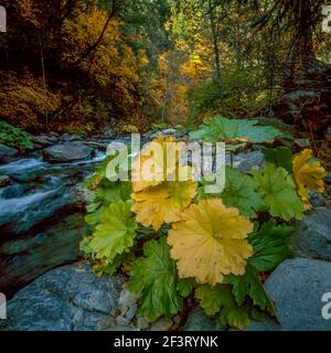 Indian Rhabarb, North Yuba River, Tahoe National Forest, Kalifornien Stockfoto