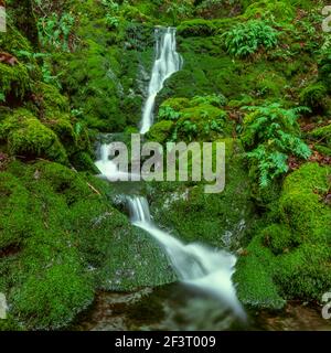 Moss fällt, Cataract Canyon, Mount Tamalpais, Marin County, Kalifornien Stockfoto