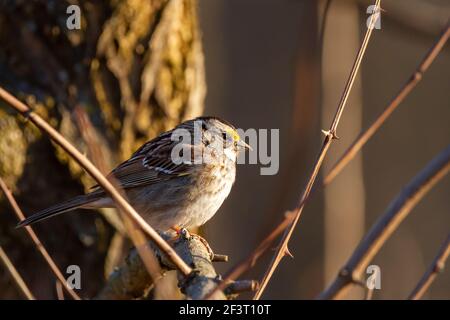 Zonotrichia albicollis, weißer Kehlsperling, der im Winter auf dem Ast bierst. Seitenansicht mit Catch Lights auf den Augen und gelb-grünen Fleck auf der Stirn. P Stockfoto