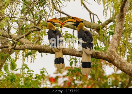 Großer Hornbill (Buceros bicornis) Paar Stockfoto