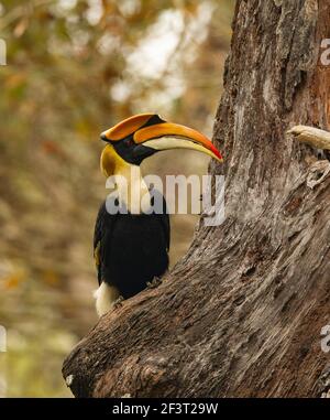 Großer Hornbill (Buceros bicornis) Stockfoto