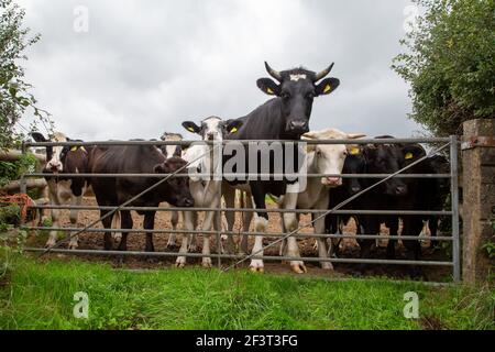 Schwarze und weiße Kühe blicken über ein Zauntor Stockfoto