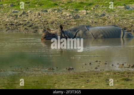 Indische Rhinoceros (Rhinoceros unicornis) schwelen in einem Fluss Stockfoto