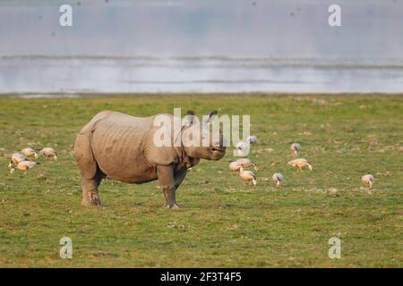 Indische Rhinoceros (Rhinoceros unicornis) grasen am Seeufer mit Barkeepfgänsen (Anser indicus) Stockfoto