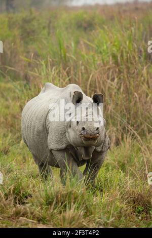 Indische Rhinoceros (Rhinoceros unicornis) in hohem Gras mit Blick auf die Kamera Stockfoto