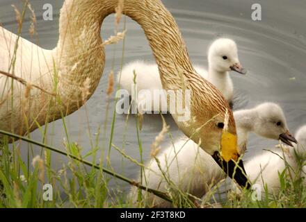 BEWICK SCHWÄNE MIT IHREM SYGNETS IM LONDONER FEUCHTGEBIET IN BARNES. Stockfoto