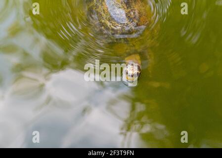 Gelbkopf-Tempelschildkröte (Heosemys annandalii) schwimmt im grünen Wasser des Teiches in Thailand. Stockfoto