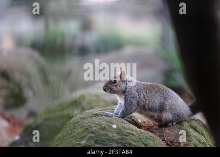 Ein graues Eichhörnchen mit seinem Schwanz angehoben sitzt auf einem Stein im Stadtpark Stockfoto