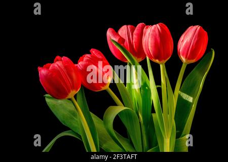 Fünf rote Tulpen Bouquet isoliert auf schwarzem Hintergrund. Stockfoto
