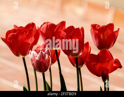 Tulpen mit Transparenz in voller Sonne Stockfoto