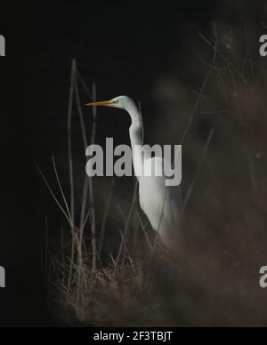Weißreiher-Vogel (Ardea alba) Stockfoto
