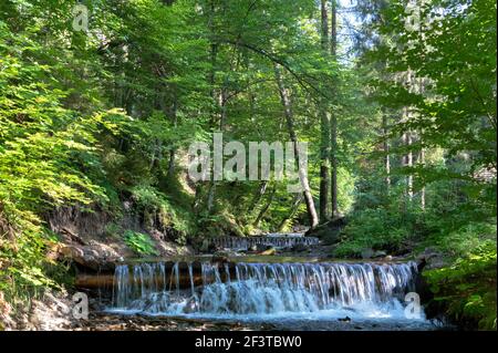Ein schneller Strom von klarem Wasser eines Bergflusses zwischen den grünen Karpaten Wald an einem hellen sonnigen Tag. Stockfoto