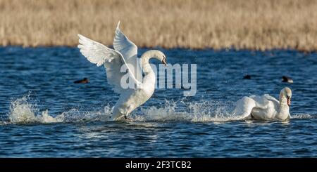 Zwei stumme Schwäne, einer jagte den anderen aggressiv über das Wasser an einem kalten klaren Tag im Januar im Napton Reservoir, Warwickshire, England Stockfoto
