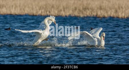 Zwei stumme Schwäne, einer jagte den anderen aggressiv über das Wasser an einem kalten klaren Tag im Januar im Napton Reservoir, Warwickshire, England Stockfoto