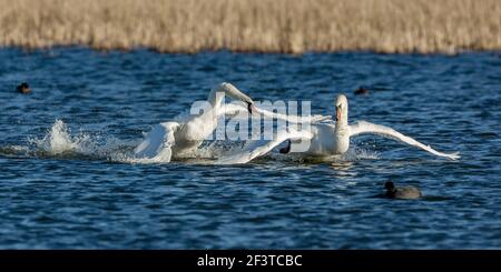 Zwei stumme Schwäne, einer jagte den anderen aggressiv über das Wasser an einem kalten klaren Tag im Januar im Napton Reservoir, Warwickshire, England Stockfoto