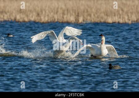 Zwei stumme Schwäne, einer jagte den anderen aggressiv über das Wasser an einem kalten klaren Tag im Januar im Napton Reservoir, Warwickshire, England Stockfoto