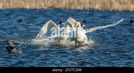 Zwei stumme Schwäne, einer jagte den anderen aggressiv über das Wasser an einem kalten klaren Tag im Januar im Napton Reservoir, Warwickshire, England Stockfoto