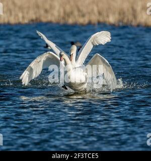 Zwei stumme Schwäne, einer jagte den anderen aggressiv über das Wasser an einem kalten klaren Tag im Januar im Napton Reservoir, Warwickshire, England Stockfoto