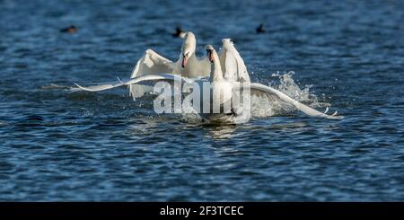 Zwei stumme Schwäne, einer jagte den anderen aggressiv über das Wasser an einem kalten klaren Tag im Januar im Napton Reservoir, Warwickshire, England Stockfoto