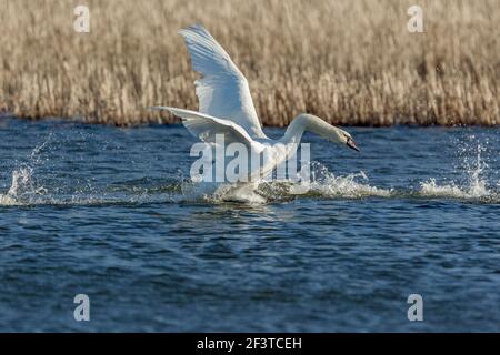 Ein einziger stummer Schwan jagt aggressiv einen anderen über das Wasser an einem kalten klaren Tag im Januar im Napton Reservoir, Warwickshire, England Stockfoto