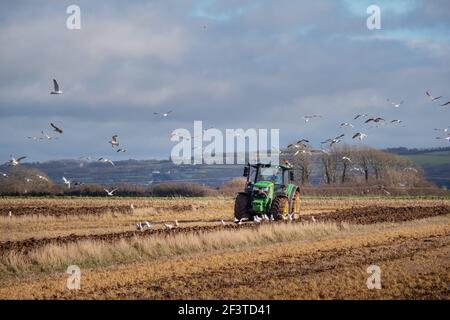 BRAUNTON, ENGLAND - MÄRZ 16 2021: Pflügen des Grossen Feldes, historische Stätte, Möwen folgen dem Pflug. Stockfoto