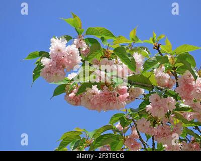 Blüte des Mandel-Trilobatbaumes, lateinischer Name - Prunus triloba, schöne rosa Blüten am Zweig Anfang Mai, lebhafter tiefblauer Himmel Hintergrund, Nahaufnahme Stockfoto