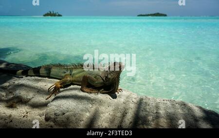 Grüner Leguan (Leguan Leguan) auf Felsen sitzend. Tropische maledivische Inseln im Hintergrund Stockfoto