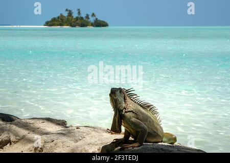 Grüner Leguan (Leguan Leguan) auf Felsen sitzend. Tropische maledivische Inseln im Hintergrund Stockfoto