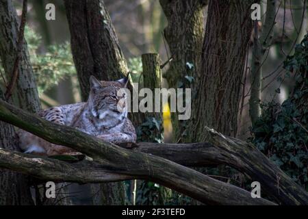 Eine schöne Aufnahme einer wilden Serval Katze auf einem Baumstruktur Stockfoto