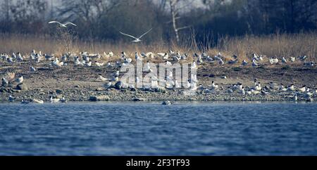 Schwarm der Arktischen Seeschwalbe in Brondby von Dänemark Stockfoto