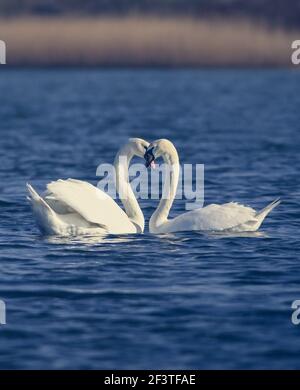 Mute swan, der Nationalvogel von Dänemark berühmt für Märchen an Utterslev Mose, Kopenhagen Stockfoto