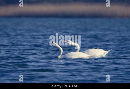 Mute swan, der Nationalvogel von Dänemark berühmt für Märchen an Utterslev Mose, Kopenhagen Stockfoto