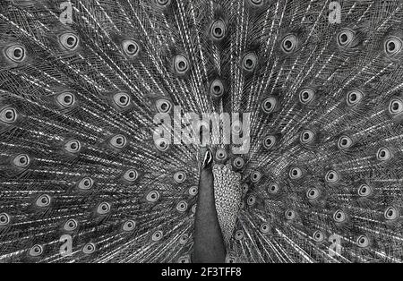 Der indische Pfau oder Pfau (Pavo cristatus) zeigt seinen Zug in einem typischen Balz-Ritual, Kumana National Park, Eastern Province, Sri Lanka Stockfoto