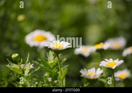 Bild von einigen weißen Mini-Gänseblümchen-Blüten der Sorte Leucanthemum paludosum mit grünem Hintergrund und Kopierraum Stockfoto