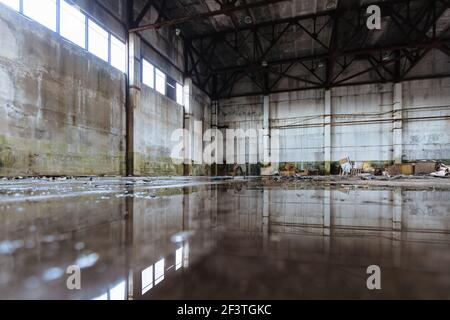 Im Inneren des überfluteten schmutzig verlassenen, zerstörten Industriegebäudes mit Wasserspiegelung Stockfoto