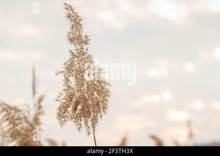 Nahaufnahme Pampas Gras (Cortaderia selloana), Schilf.Goldenes Schilf schwingen im Wind gegen den blauen Himmel. Abstrakter natürlicher Hintergrund. Schönes Muster Stockfoto