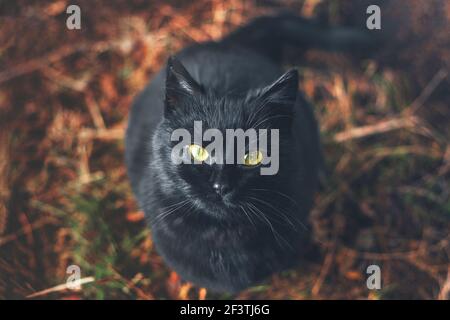 Eine schwarze Katze blickt mit leuchtend gelben Augen in die Kamera. Stockfoto