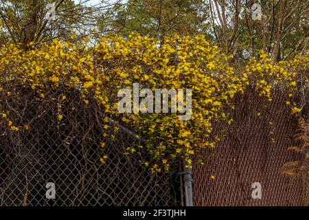 Augusta, GA USA - 03 17 21: Gelb bewachsene Blüten auf einem Kettenzaun Stockfoto