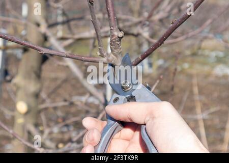 Apfelbaum im Obstgarten beschneiden. Ein Apfelgarten in der Sonne an einem blauen Himmel Tag. Stockfoto