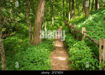 Appalachian Trail bei Neels Gap in der Raven Cliffs Wilderness des Chattahoochee National Forest bei Blairsville, Georgia, USA. Stockfoto